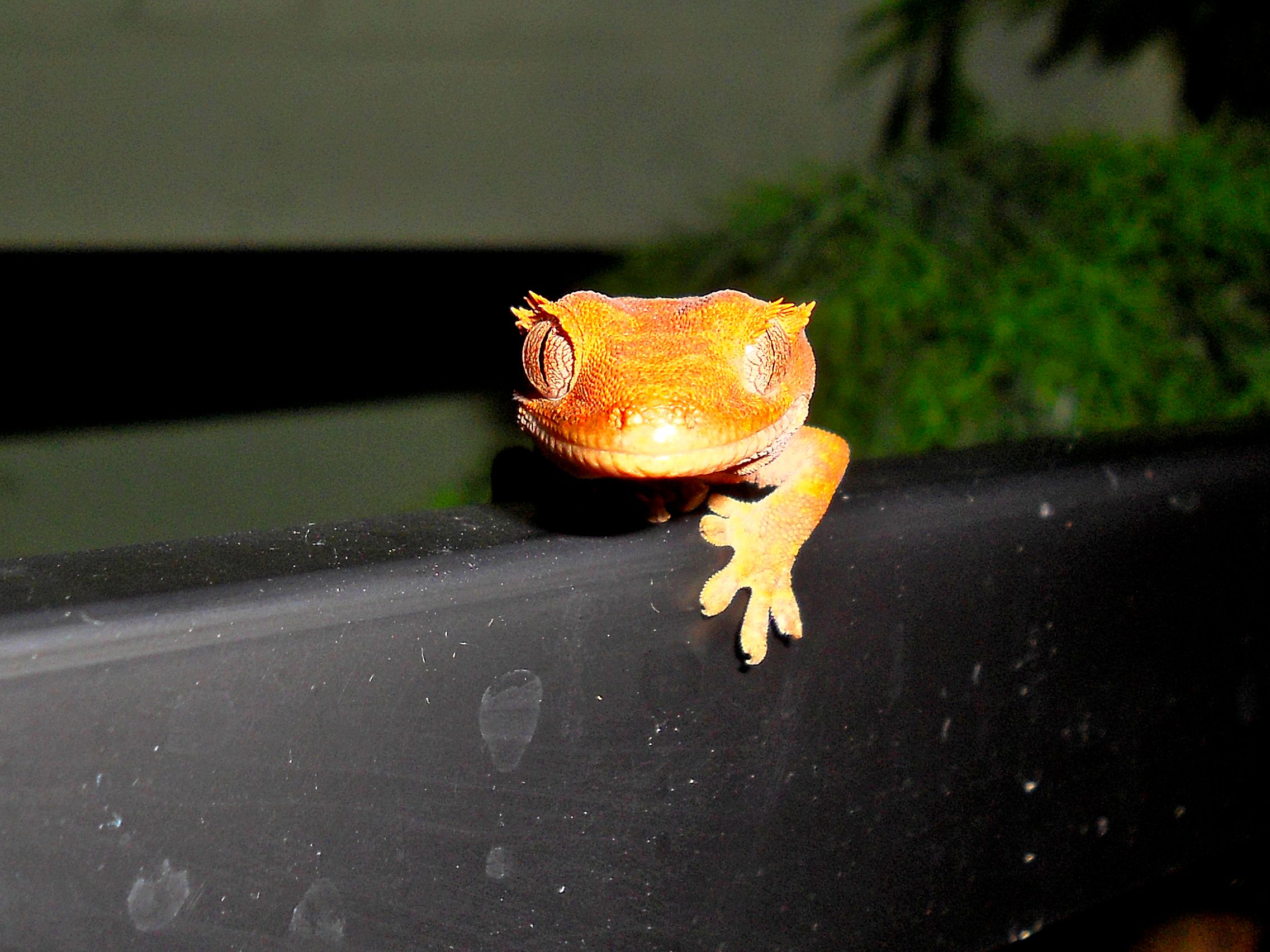 Crested Gecko Just Chillin Reptiles Wallpaper