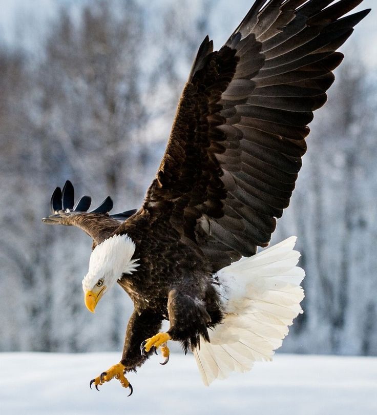 Flying Eagle Wallpaper
