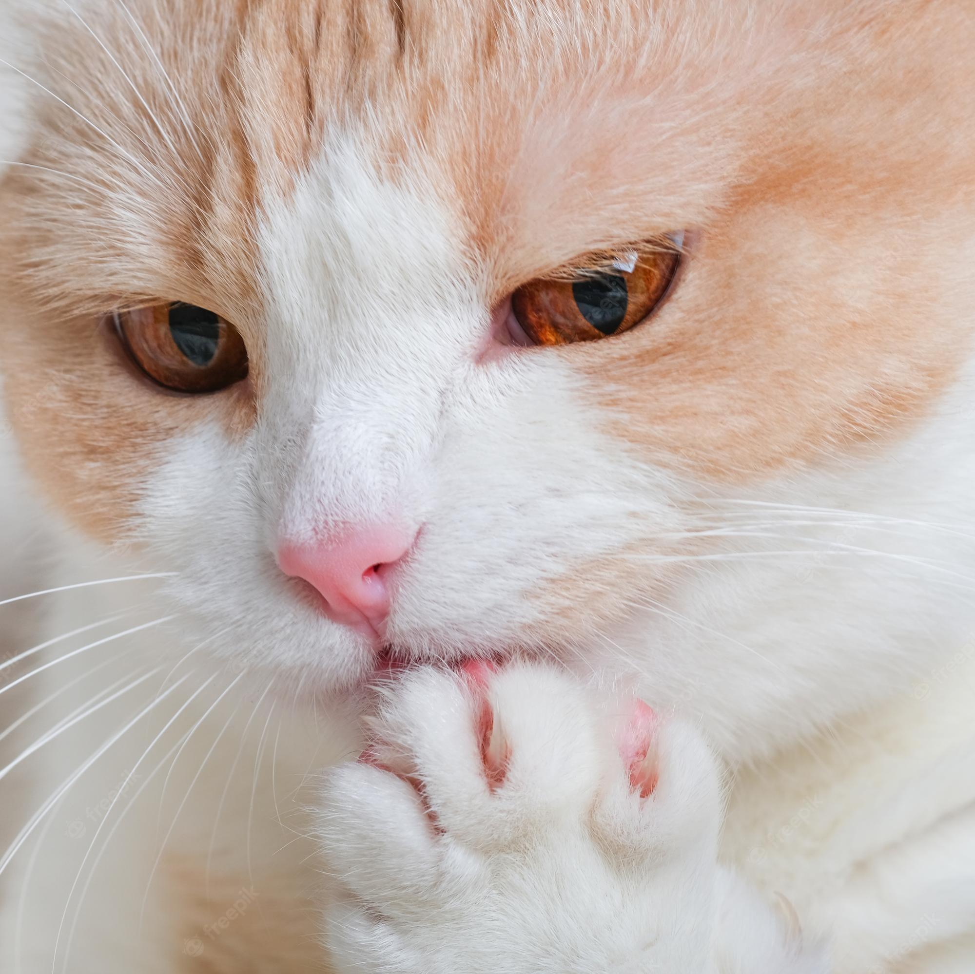 Premium Photo Domestic red white cat with a pink nose licks its