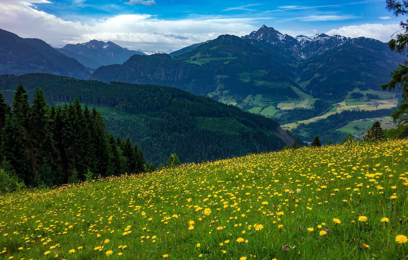 Wallpaper Field Forest Flowers Mountains Glade The Slopes