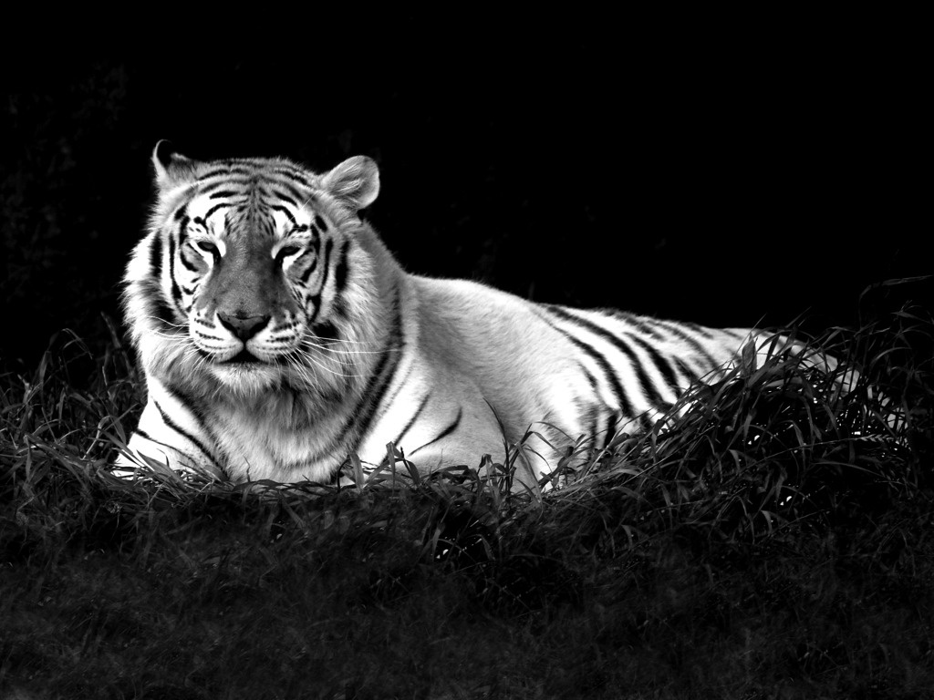 Tiger Black And White id 50988 BUZZERG 1024x768