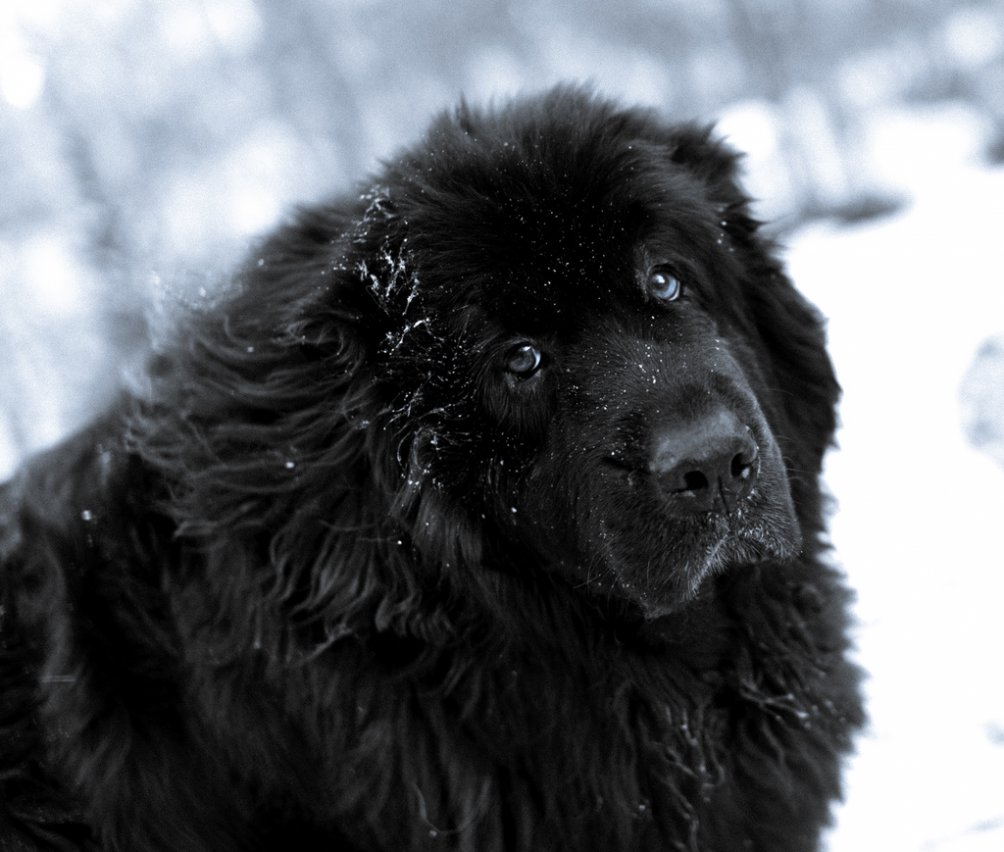 Newfoundland Dog In The Snow Photo And Wallpaper Beautiful