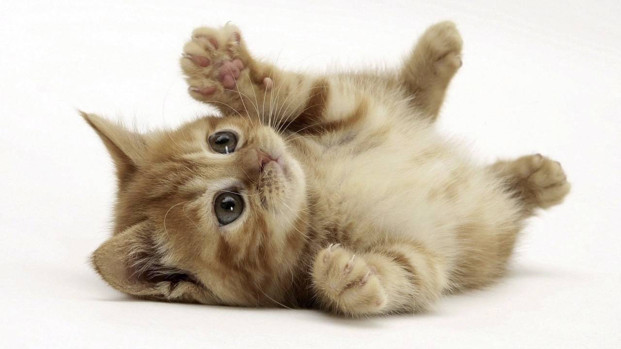 Cute Kitty Wallpaper Top Background