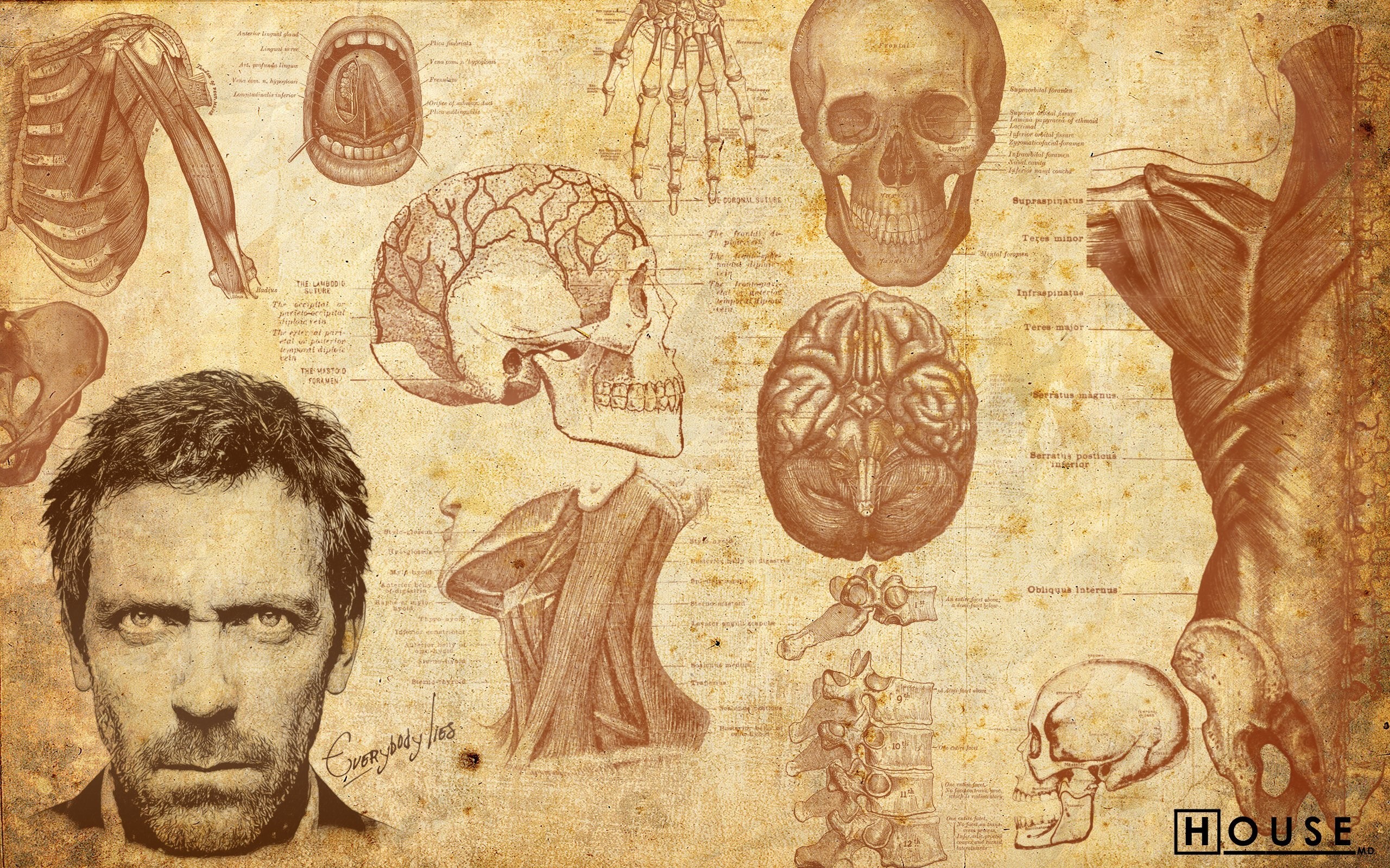 Skulls Anatomy Wallpaper 2560x1600 Skulls Anatomy Dr House Hugh