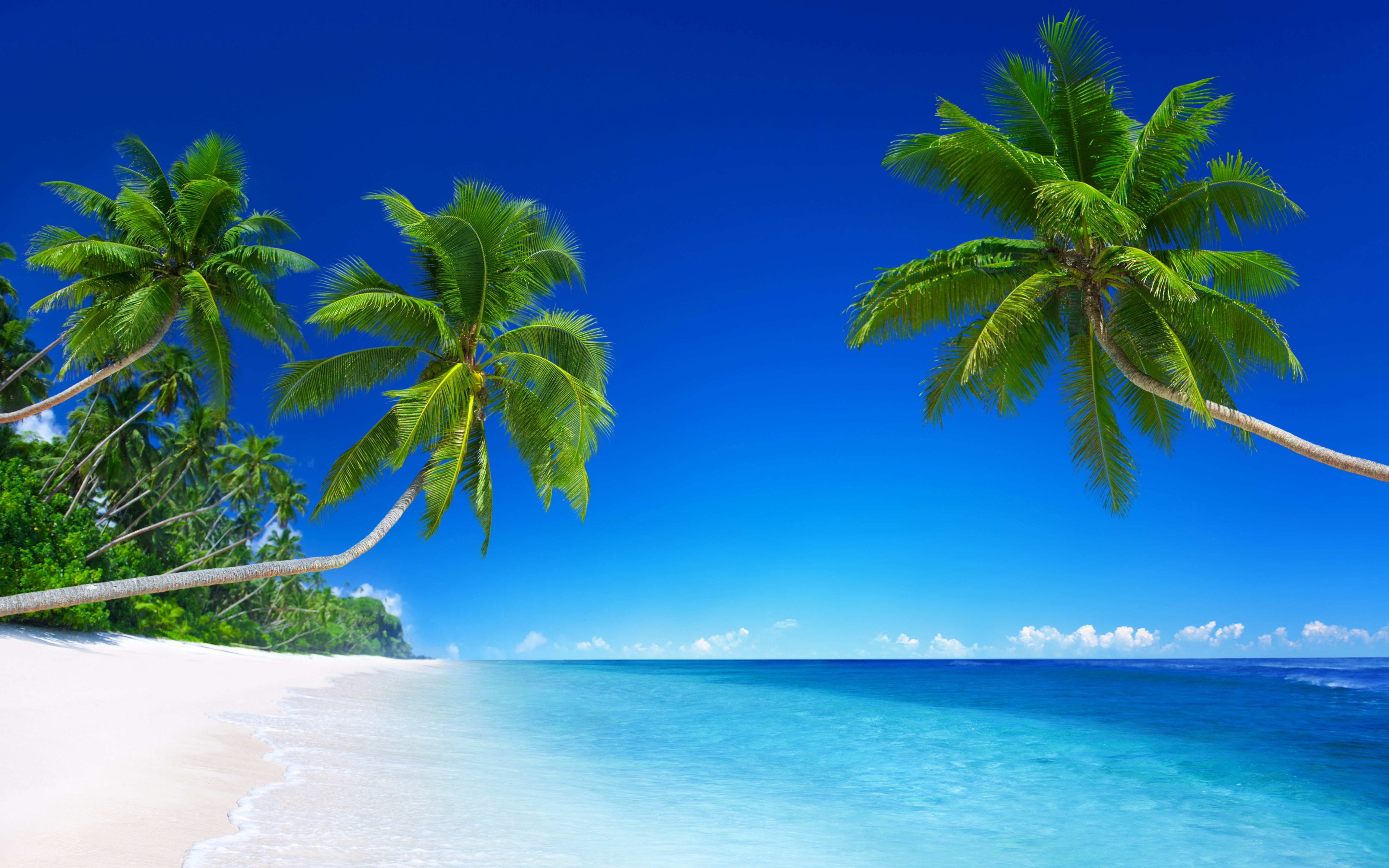 Landscape Tropical Beach Palm Trees Wallpaper HD