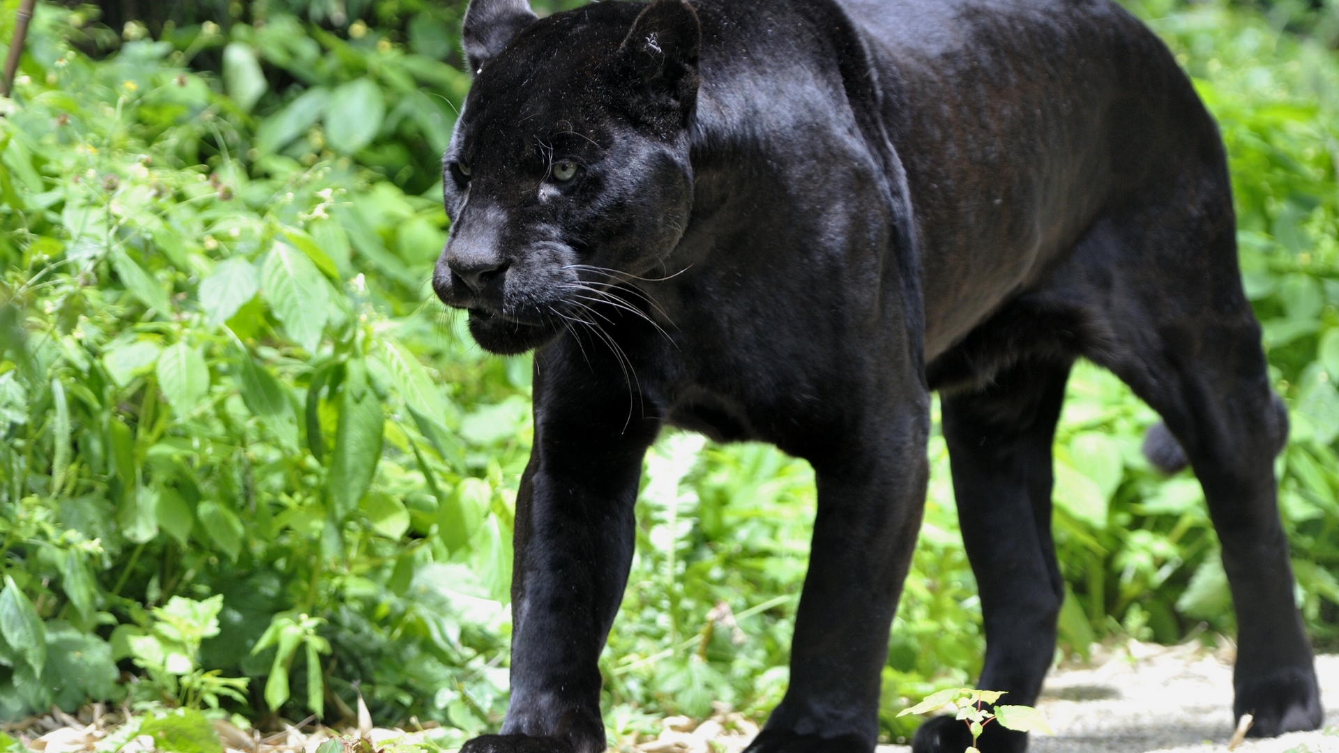 Wallpaper Animals Black Panther