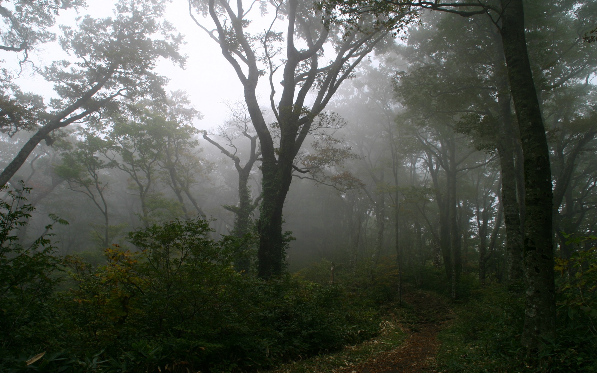 Foggy Forest Wallpaper Landscape Nature In Jpg Format