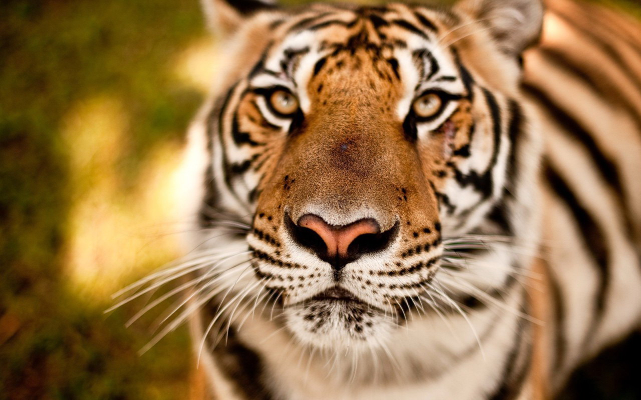 Beautiful Tiger Pics HD Wallpaper 1280x800