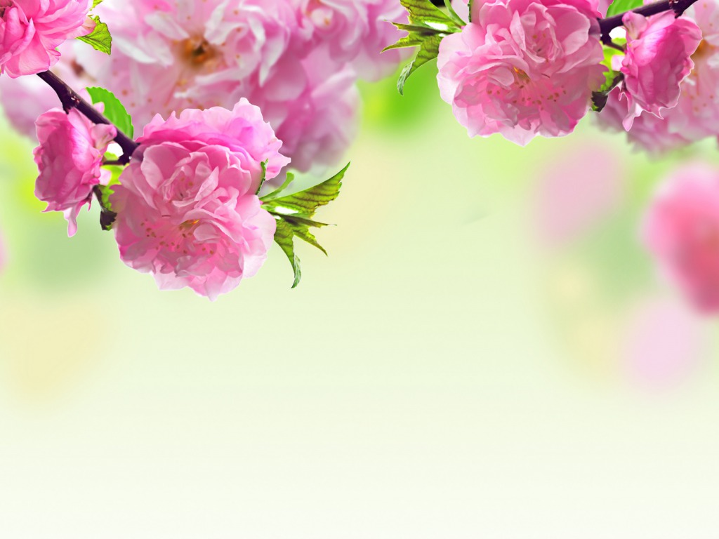 Gallery For Gt Roses Desktop Background