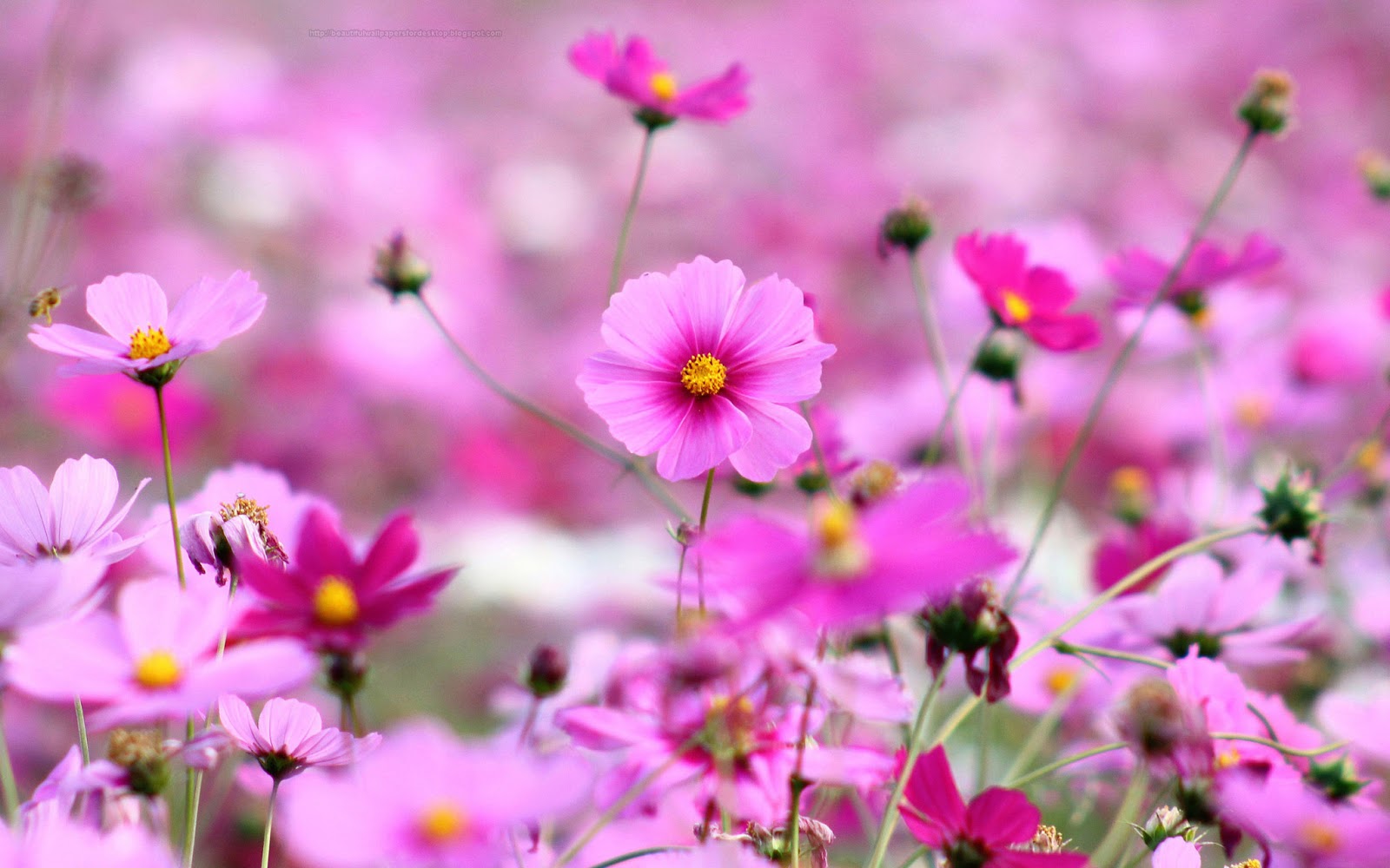Desktop Wallpaper Animals Flowers