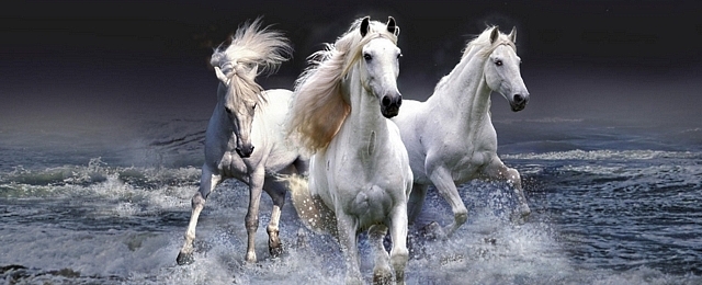 Run With The Herd In First Of Our Horses Wallpaper