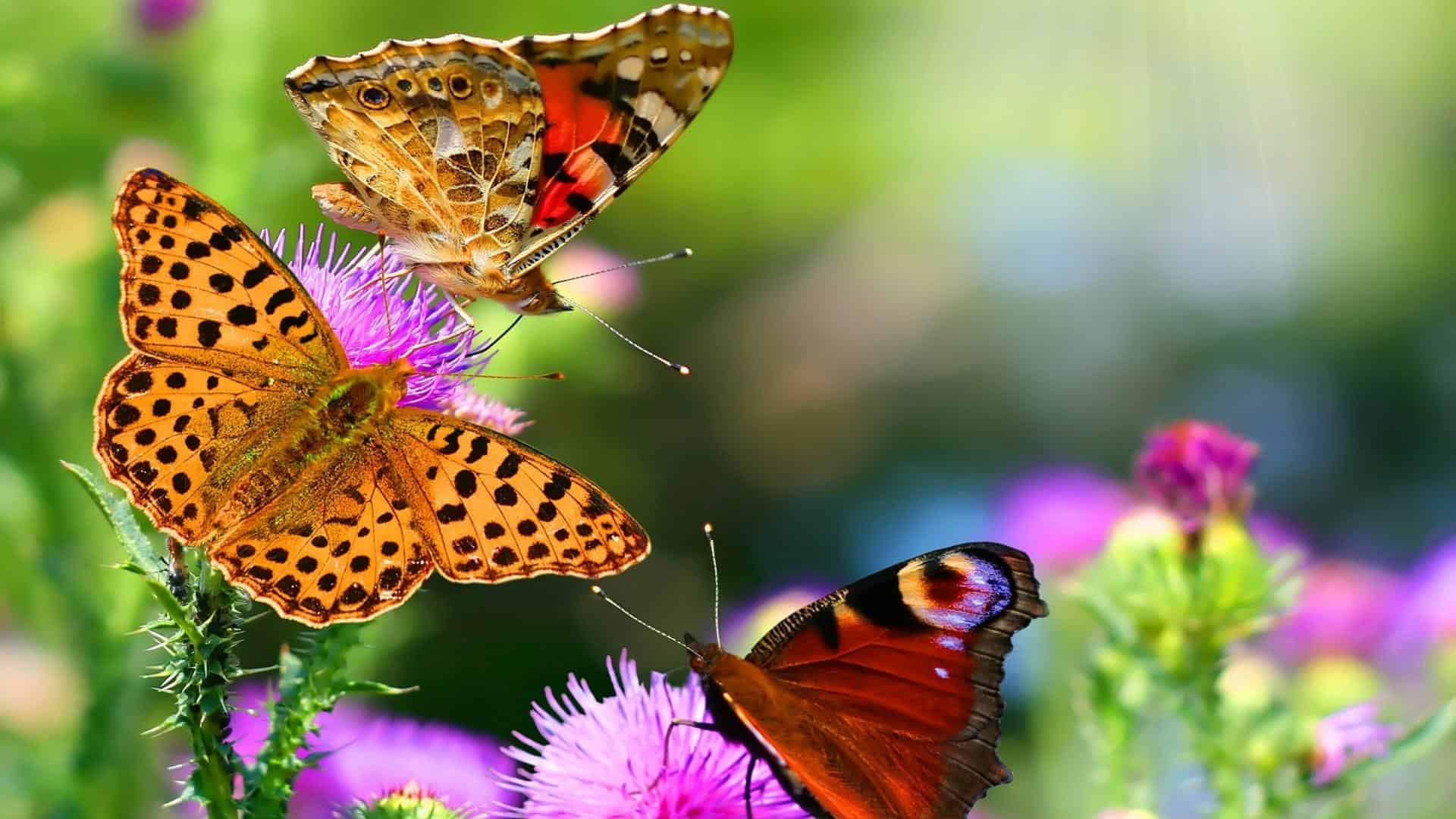 Flower Butterfly Wallpaper