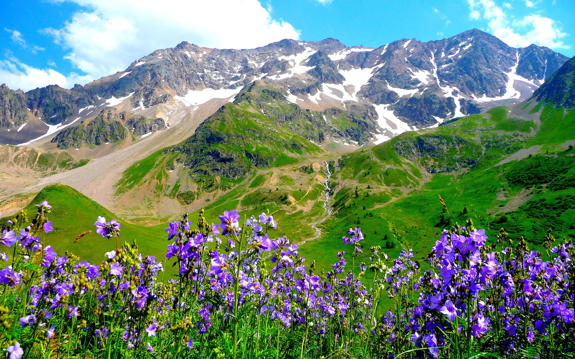 Desktop Wallpaper Glade Of Violet Flowers On A Background The Alps