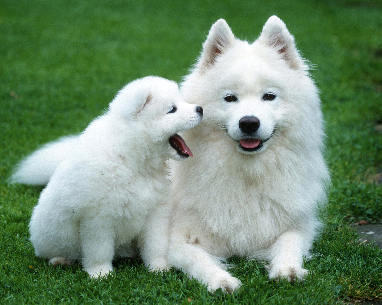 Samoyed Husky With A Puppy Wallpaper High Resolution