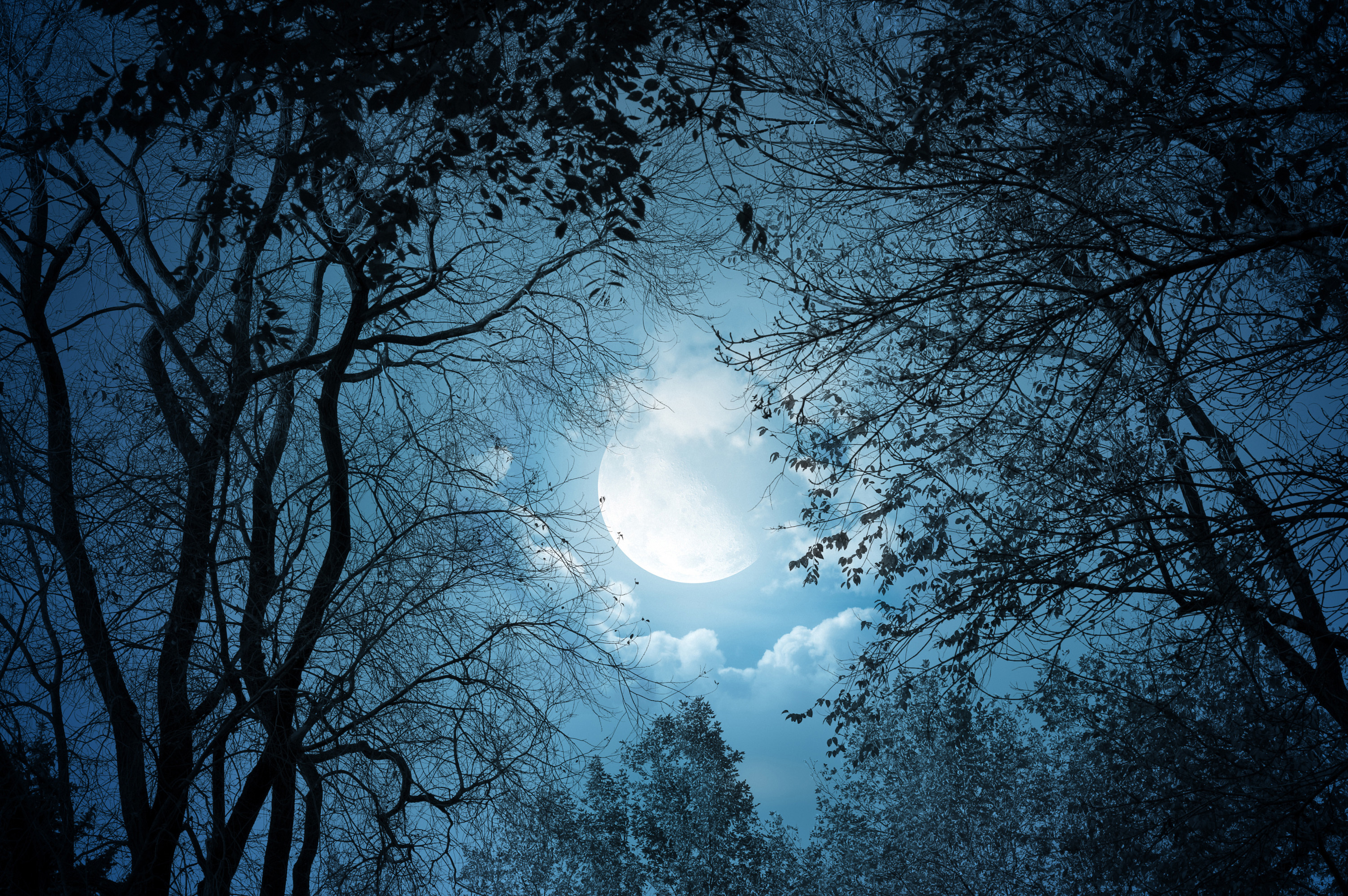 Moonlight Moon Night Trees Nature Landscape Clouds