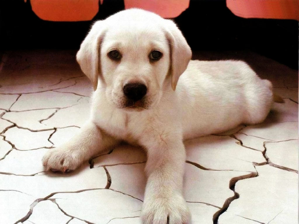 To Image Of The Cutest Puppies And Dogs In World Next Image