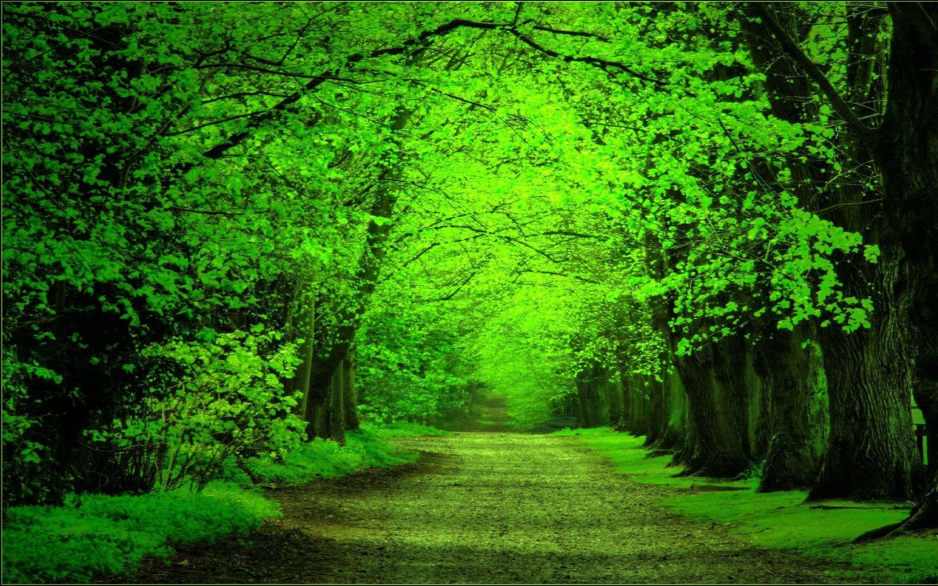 Forest Green Wallpaper