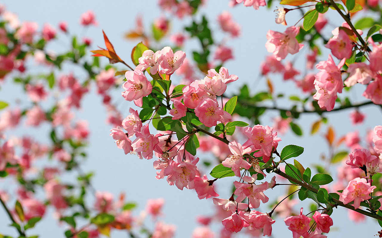 Types Of Flower Backgrounds