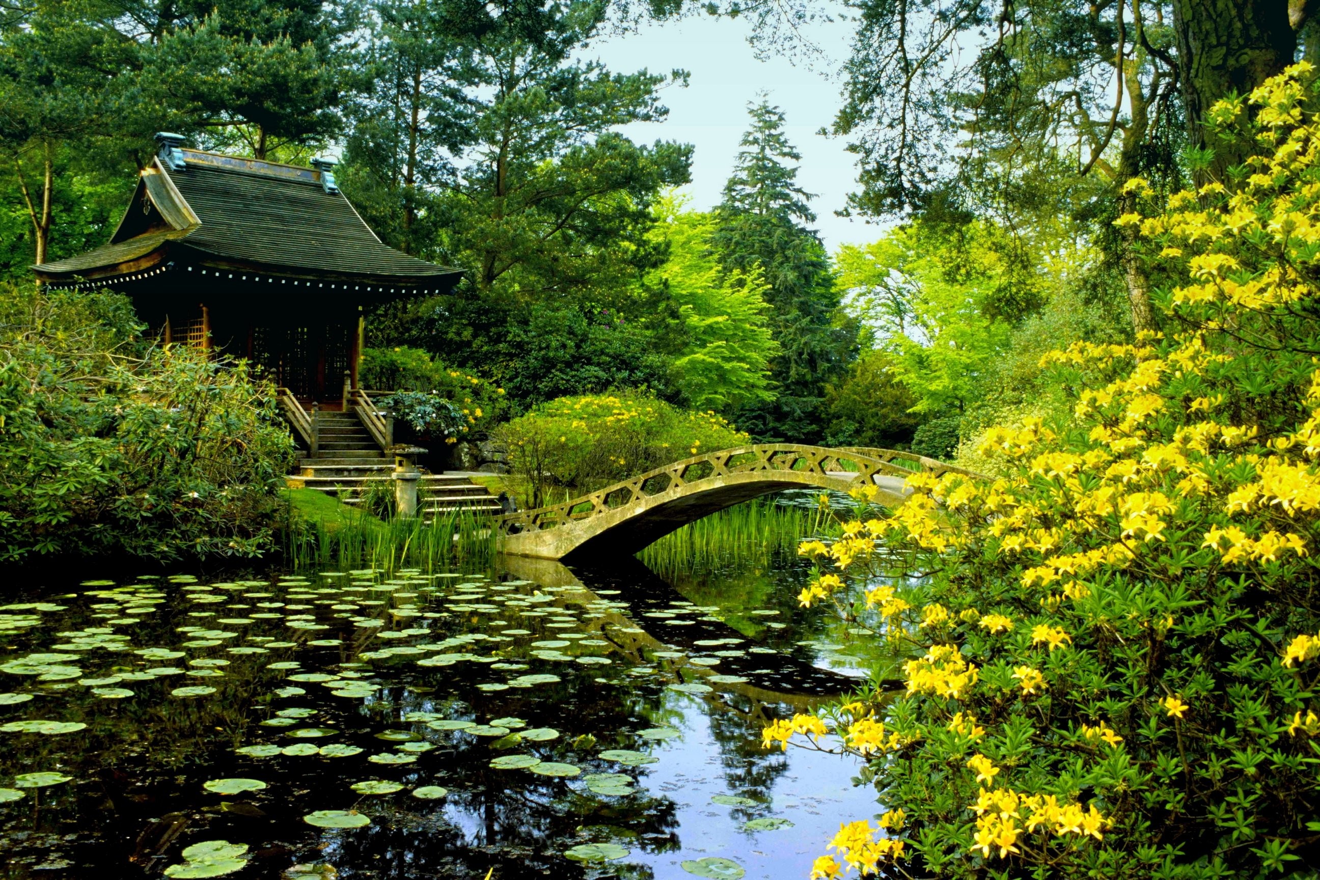 Large Pond Wallpaper For Tablet