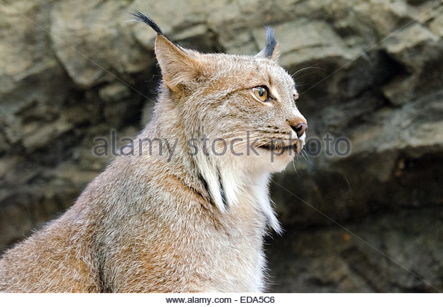 Canada Lynx Stock Photos Canada Lynx Stock Images   Alamy