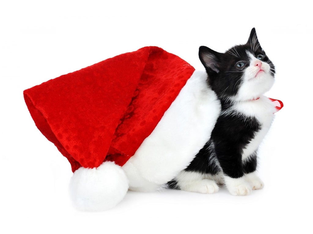 Black Christmas Cat Wallpaper Download