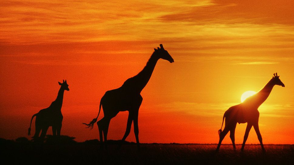 Jirafas Al Atardecer Botswana Wallpaper Africa Giraffe
