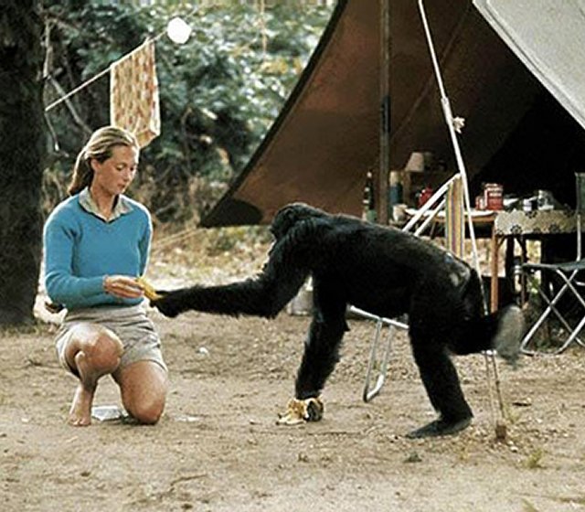 Jane Goodall As A Young Adult Dfiles