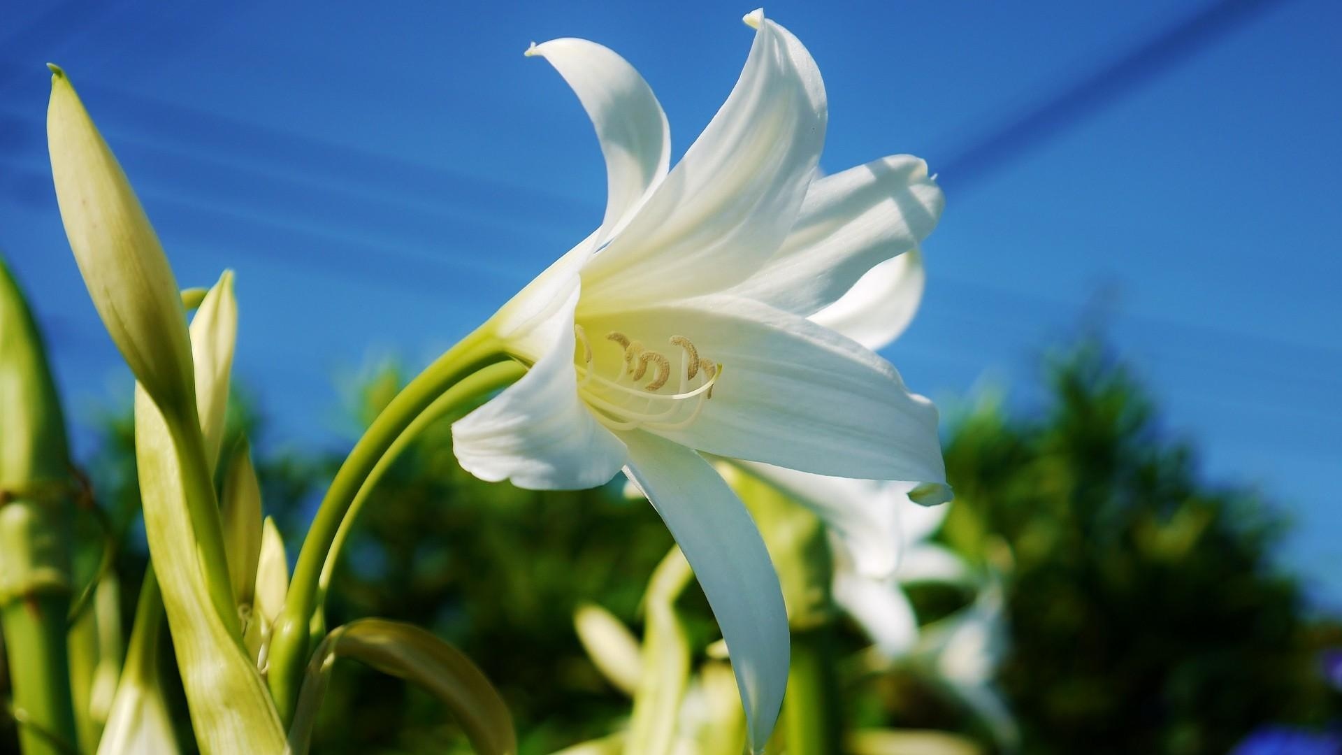 Lily Flower Snowy Sky Close Up Wallpaper Background Full HD 1080p