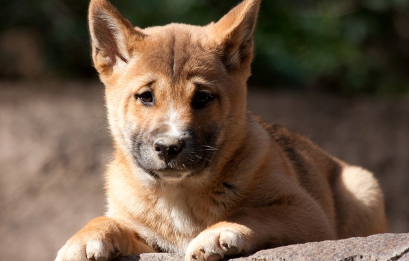 Wallpaper Dingo Wild Dog Puppy Image For Desktop