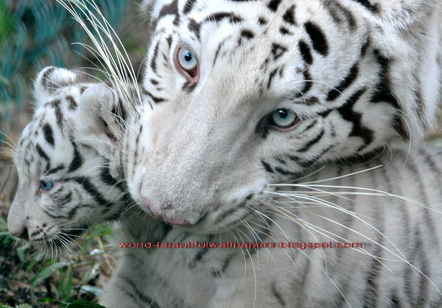 Beautiful Wallpapers white bengal tiger pictures