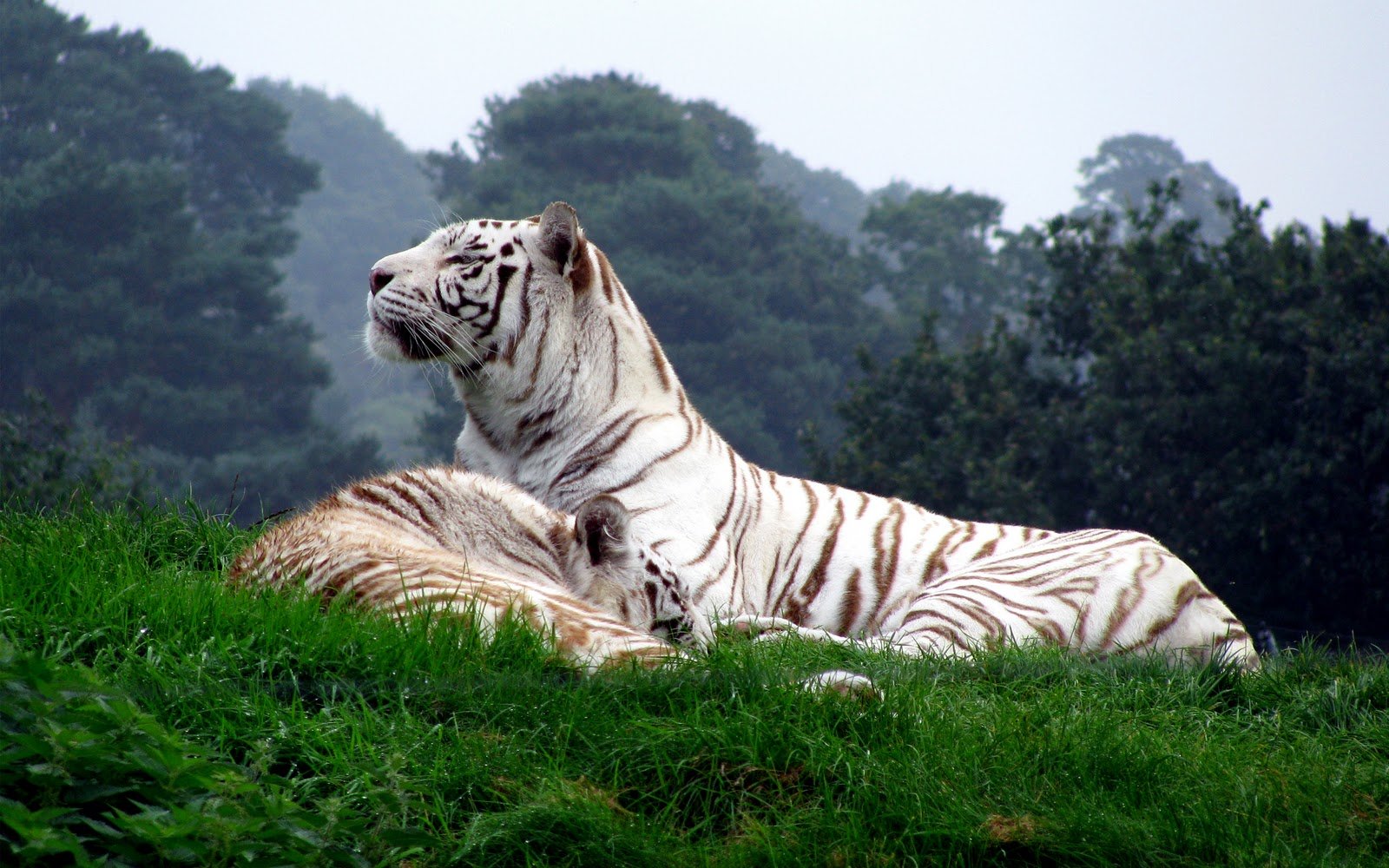 Pictures of white tiger in forest HD Wallpaper