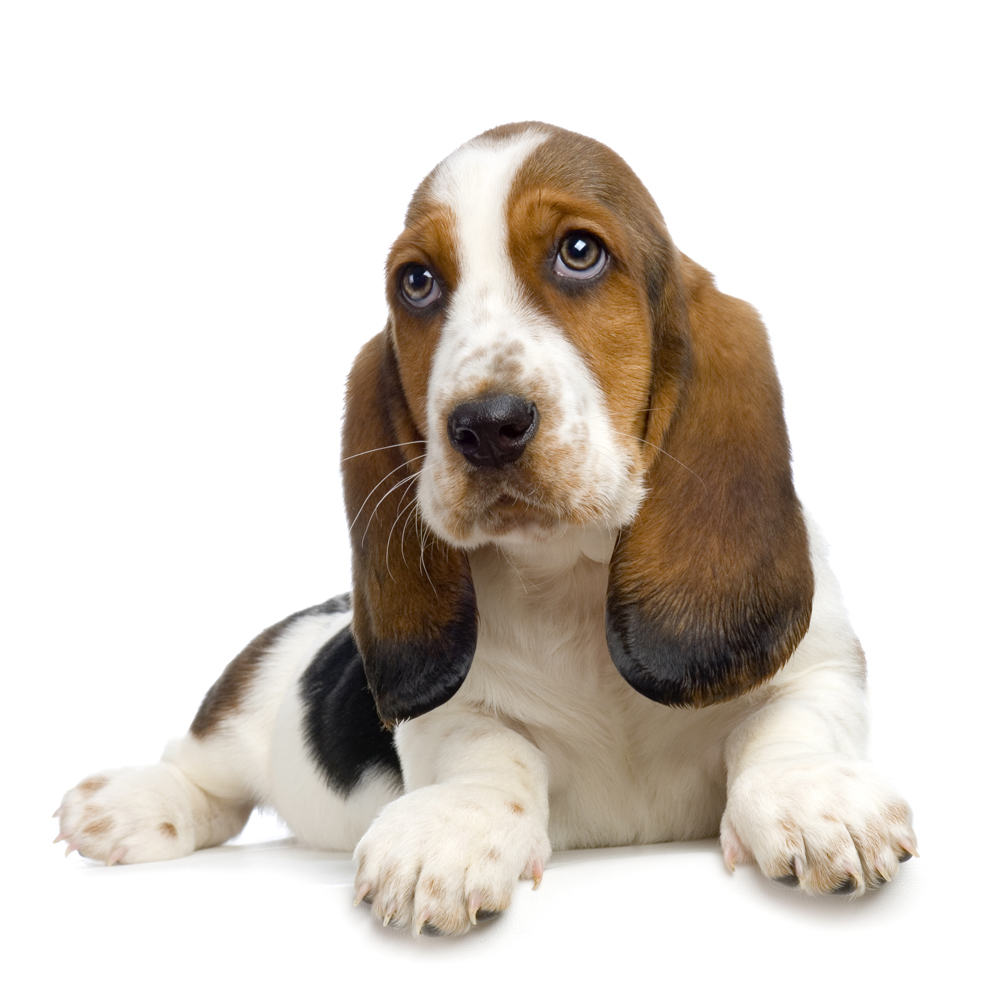 Basset Hound Puppy Pictures Information And