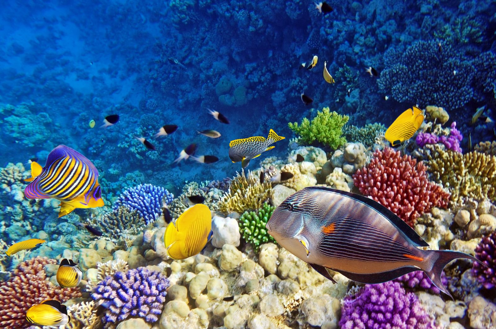 Coral Reef Wallpaper Desktop Background Jpg