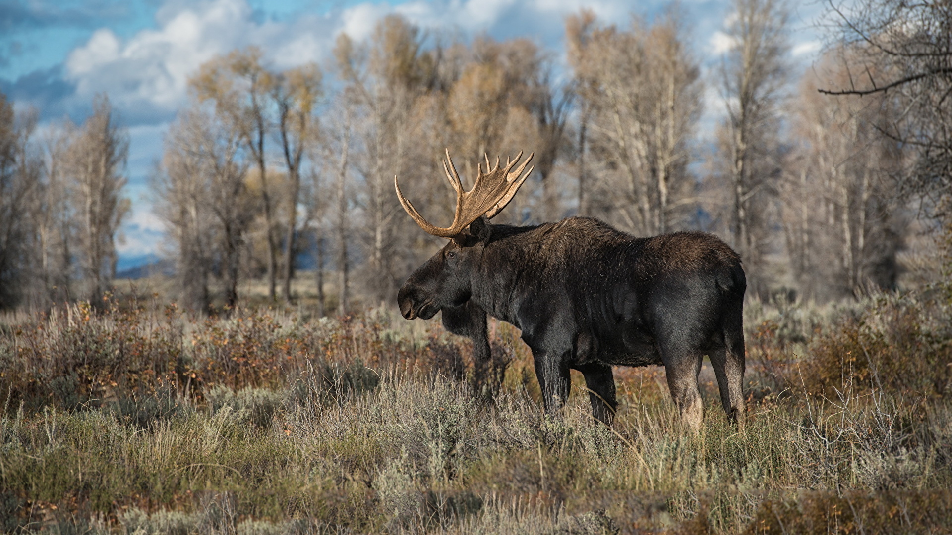 Wallpaper Moose Animals