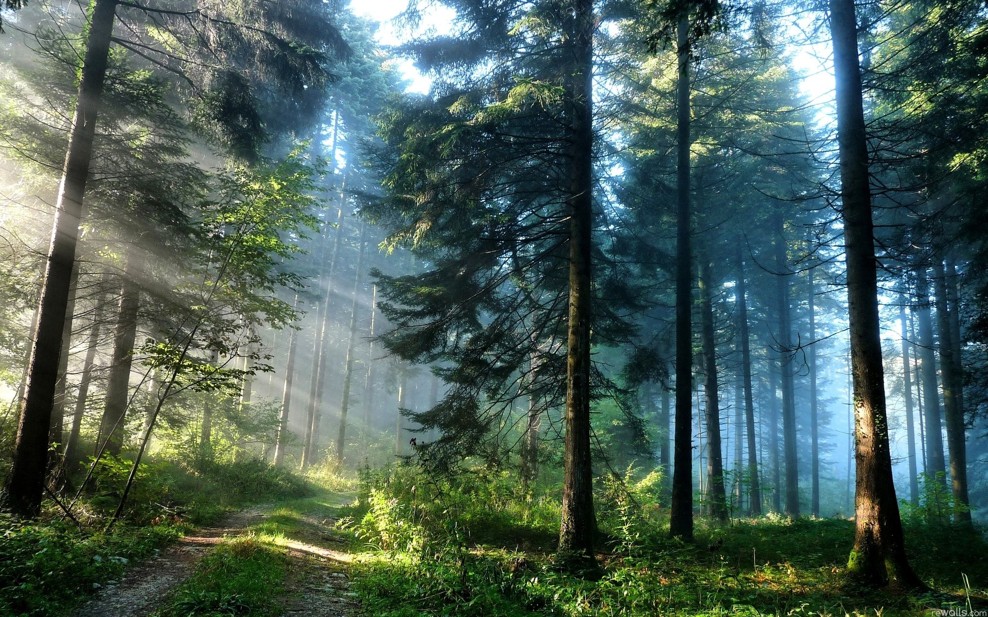 Nền ảnh rừng: Ảnh rừng thật tuyệt vời! Hãy đến và thưởng thức vẻ đẹp của những cây cối xanh mướt, những ánh sáng lung linh với những áng mây trôi qua. Cảm giác yên bình trong thiên nhiên sẽ khiến bạn quên đi mọi căng thẳng trong cuộc sống. Đừng chần chừ mà hãy nhanh tay xem ảnh rừng này ngay thôi.
