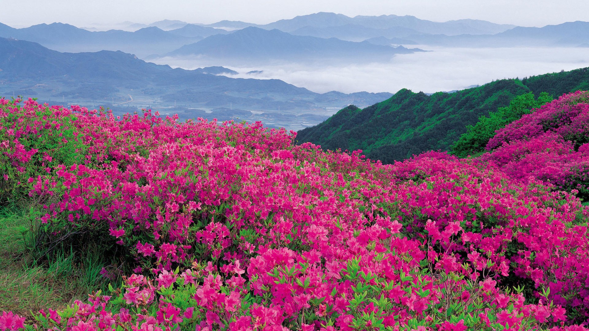 Flowers In The Mountains Wallpaper And Image Pictures