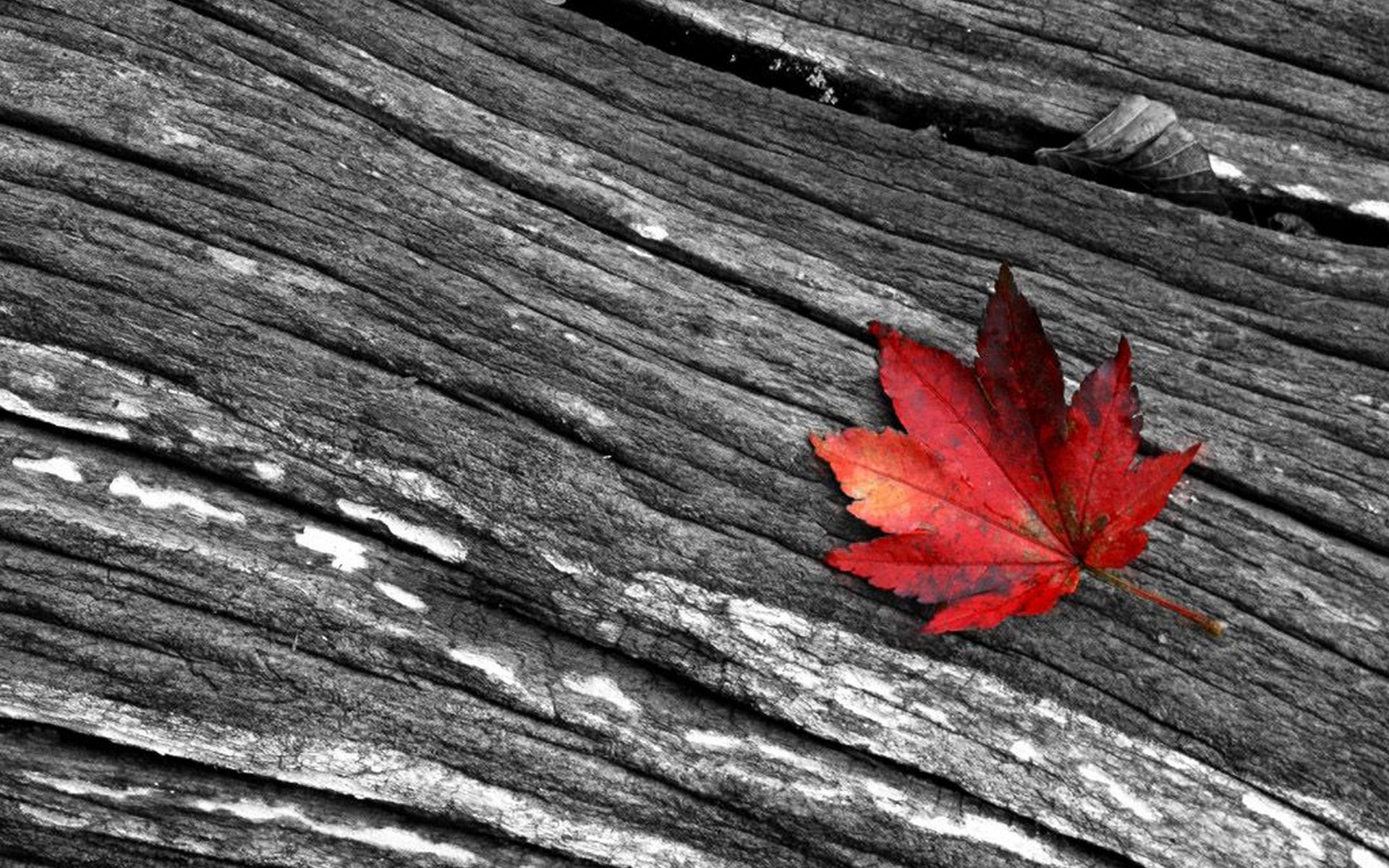 Free download Leaves Black And White Photography Wallpaper [1920x1200