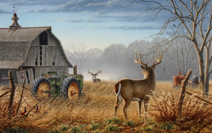 Deer Near The Old Barn Wallpaper In Pixels