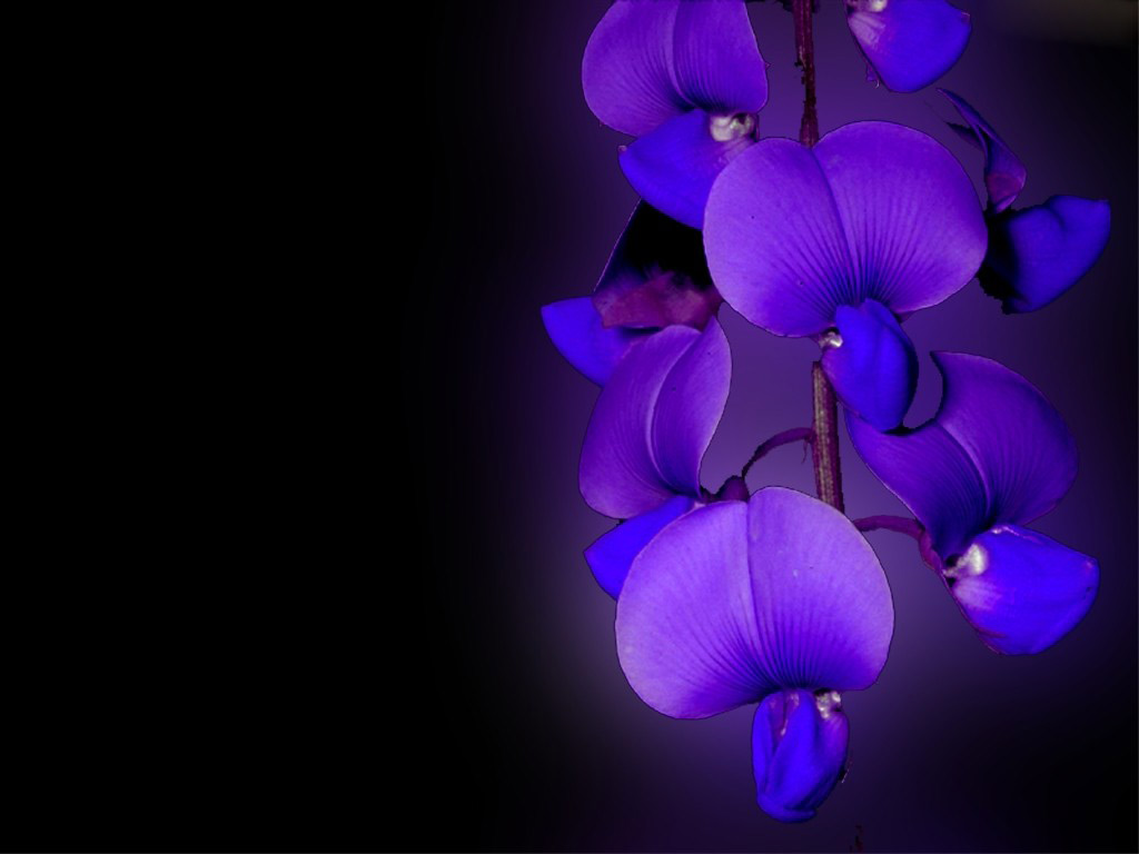 Orchid Flower Background Design