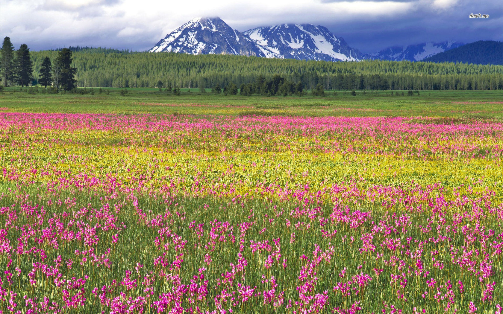 Pink Wildflower Field Wallpaper Nature