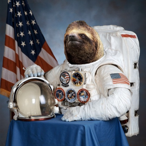 Sloth Astronaut Sloth Astronaut in Space