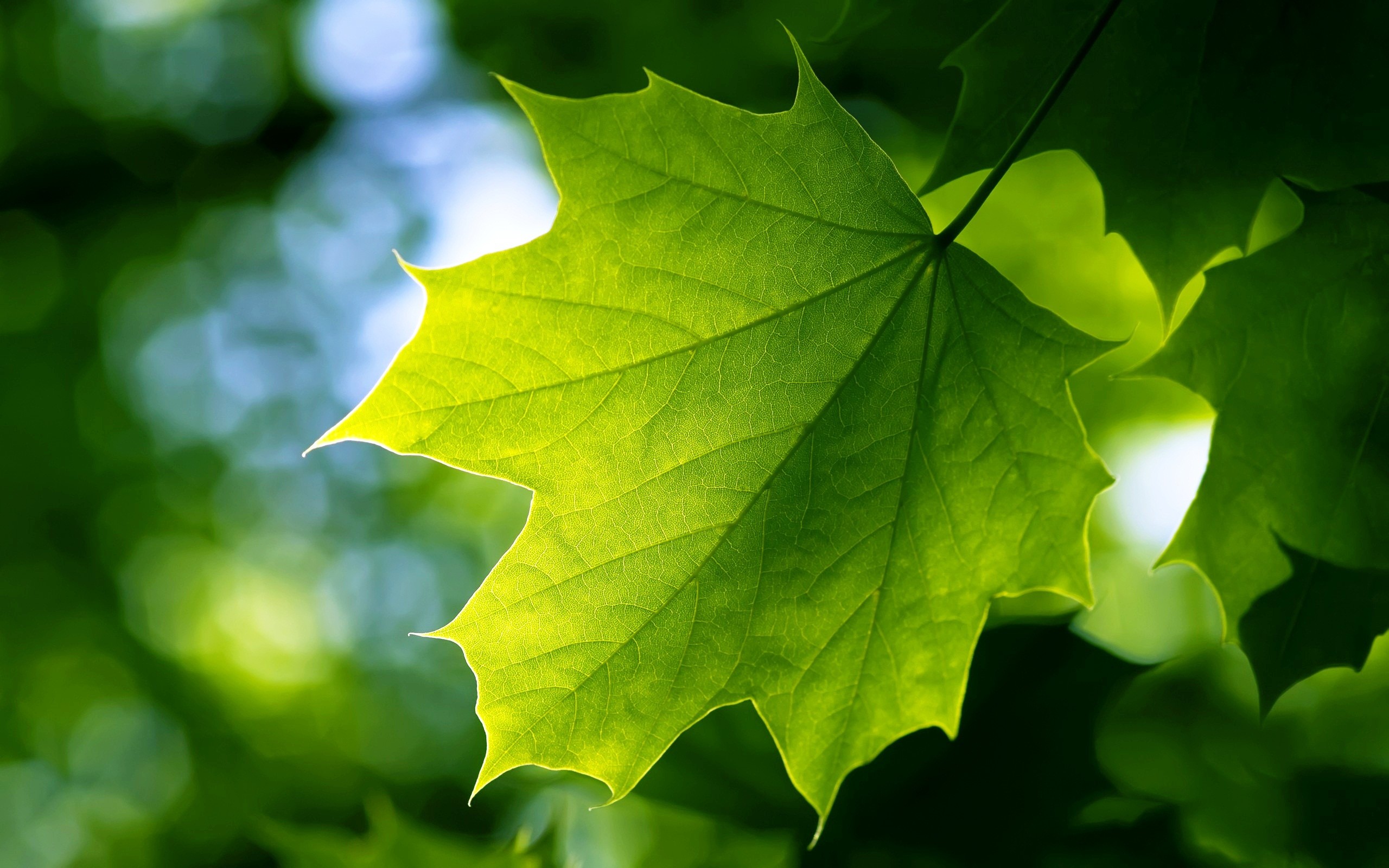 Green Leaf Wallpaper Hd