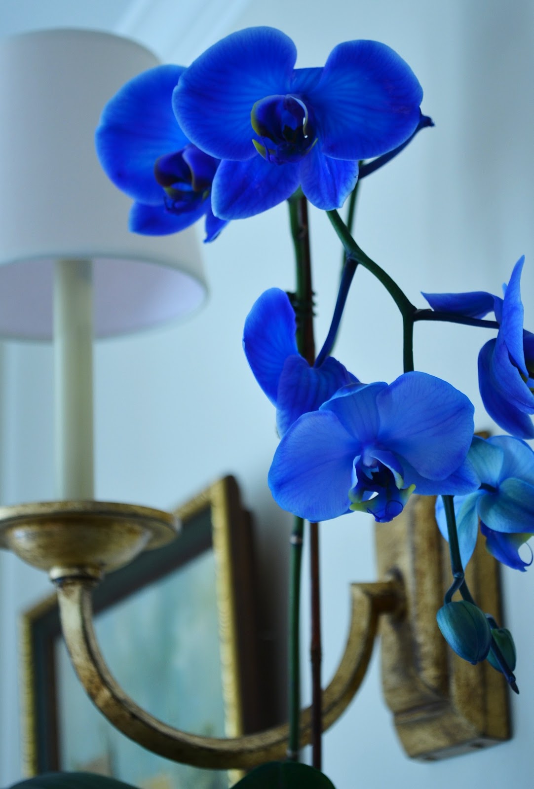 Blue Orchid Wallpaper