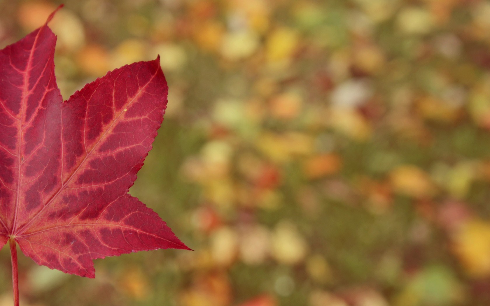 Red Leaf Wallpaper High Definition Quality