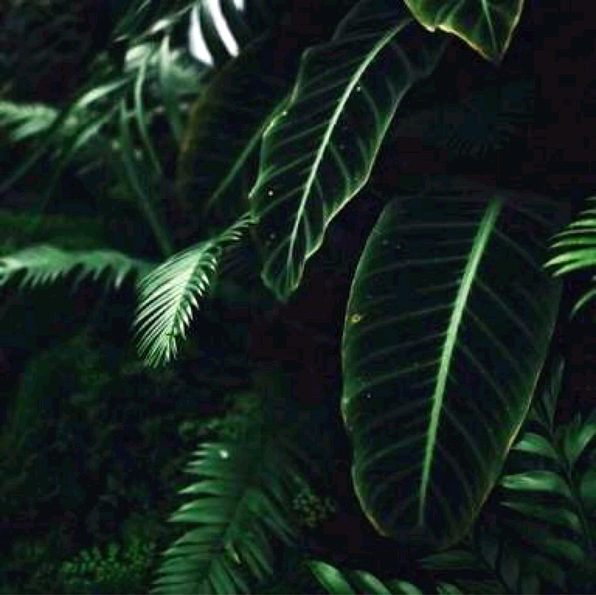 Green Leaves Aesthetic Wallpaper