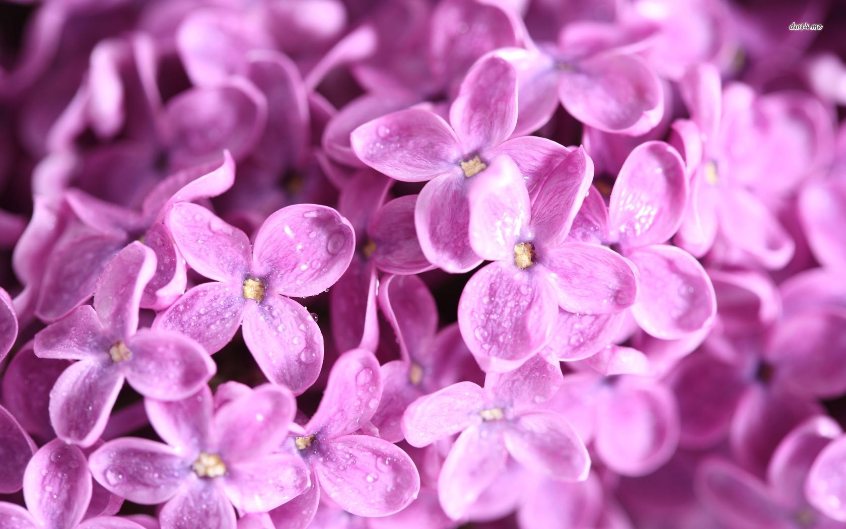 Lilac with water drops wallpaper Flower wallpapers