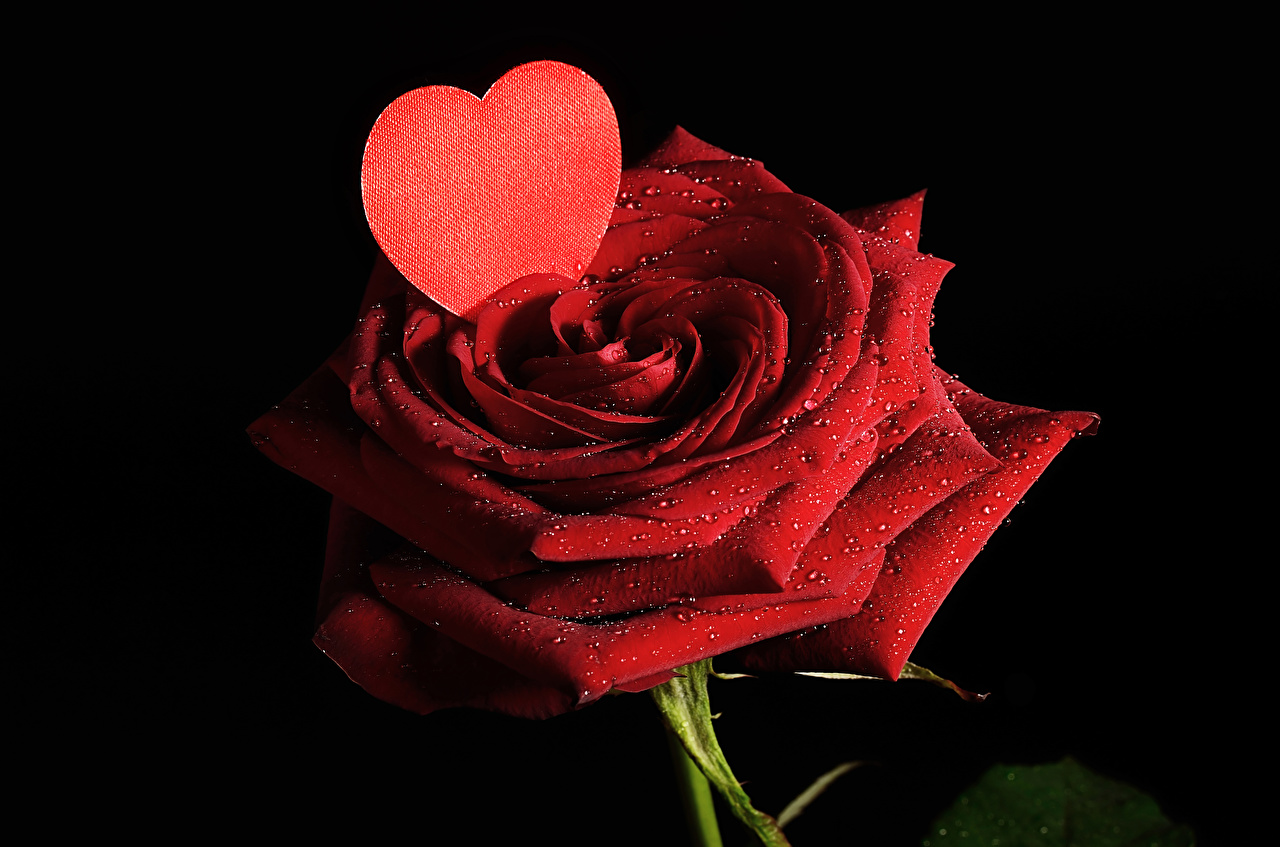 Desktop Wallpaper Valentine S Day Heart Red Roses Drops Flower