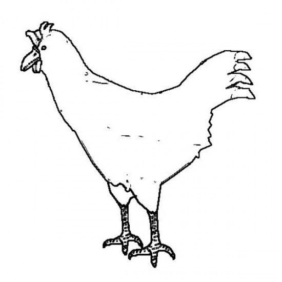 Best Picture Chicken Coloring S To Print All About