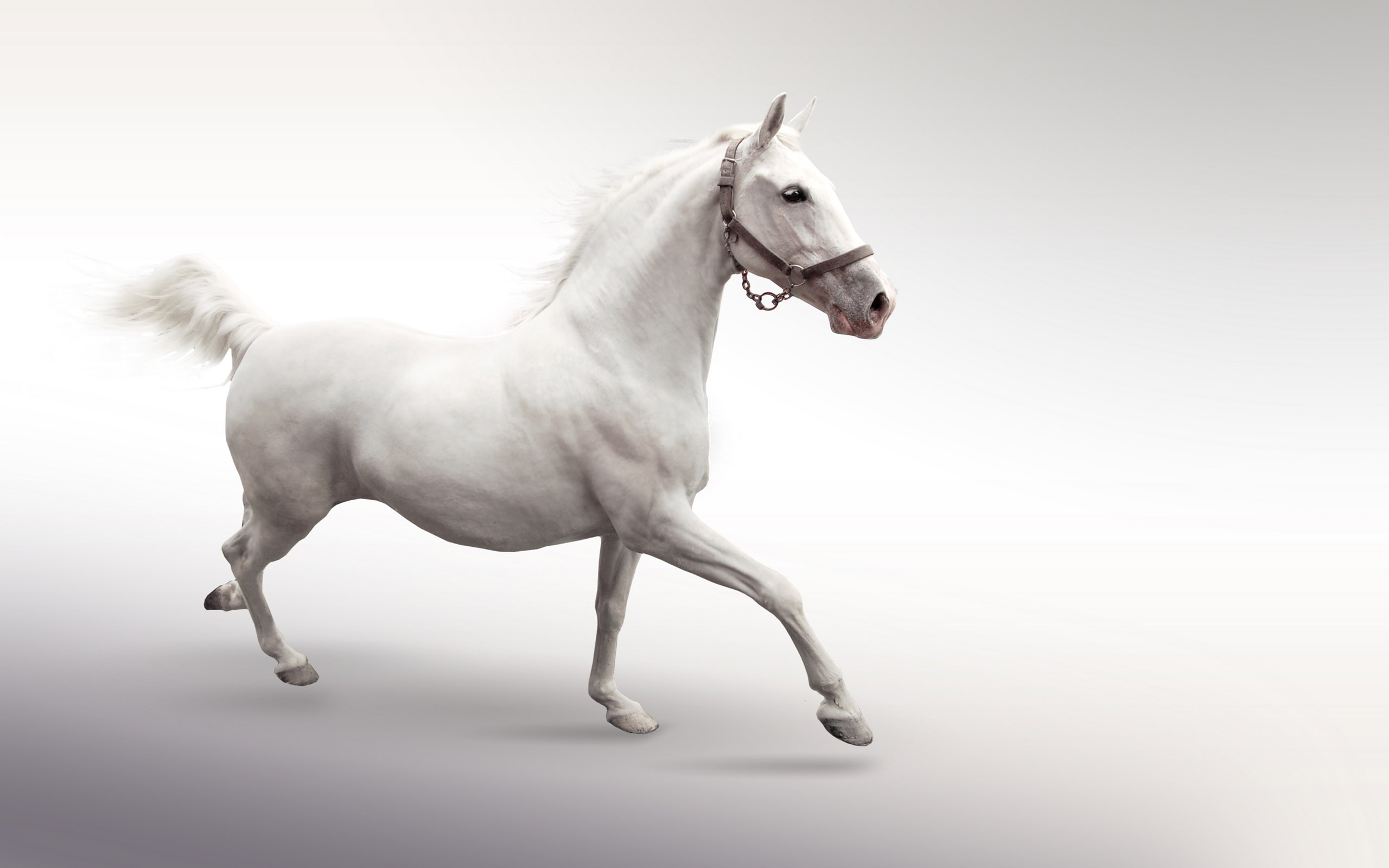 White Horse Wallpaper HD Background Desktop