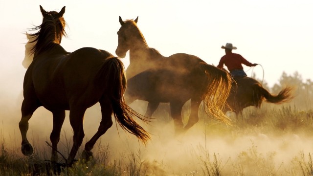 Wallpaper Marlboro Country Horses HD